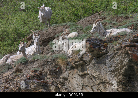 Bergziegen. Entlang der Kongakut. Arctic National Wildlife Refuge. Alaska. Stockfoto