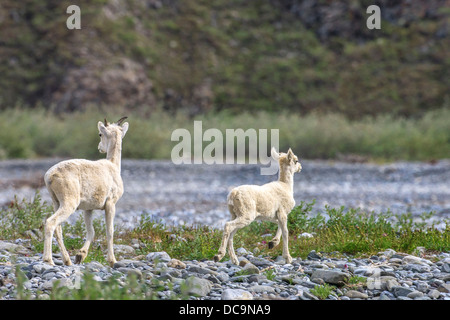 Bergziegen. Entlang der Kongakut. Arctic National Wildlife Refuge. Alaska. Stockfoto