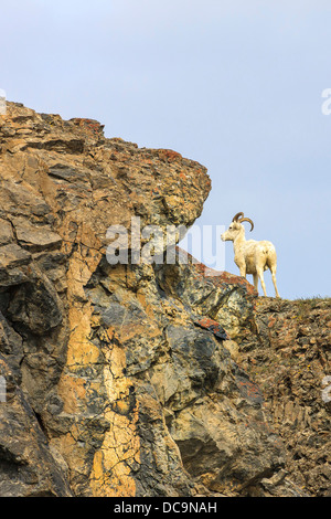 Bergziegen. Entlang der Kongakut. Arctic National Wildlife Refuge. Alaska. Stockfoto