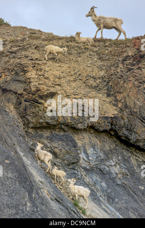 Bergziegen. Entlang der Kongakut. Arctic National Wildlife Refuge. Alaska. Stockfoto