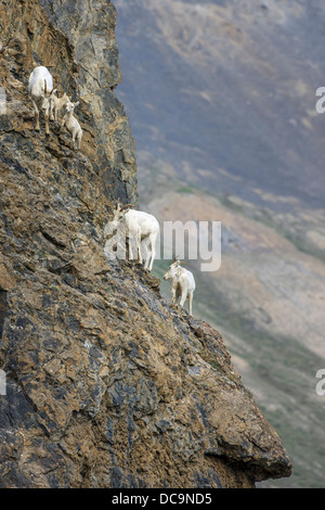 Bergziegen. Entlang der Kongakut. Arctic National Wildlife Refuge. Alaska. Stockfoto