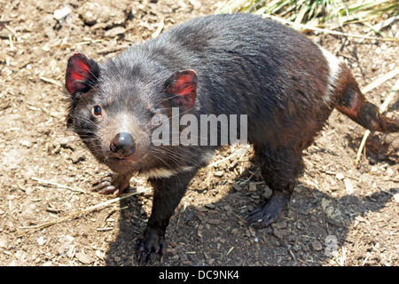 Tasmanischer Teufel (Sarcophilus Harrisii), wurde in den Freycinet National Park, Tasmanien, Australien Foto aufgenommen. Stockfoto