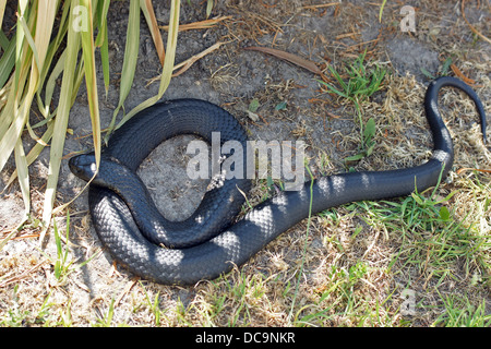 Black Tiger Snake (Notechis Ater), wurde in Tasmanien, Australien Foto aufgenommen. Stockfoto