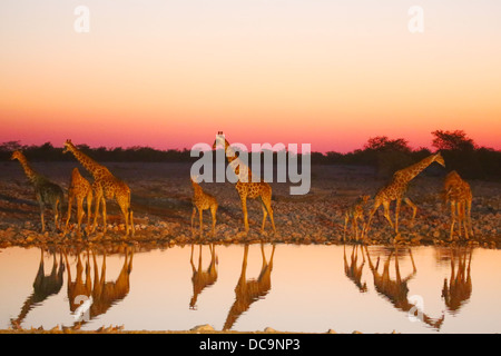 Giraffen-Reflexionen an einer namibischen Wasserstelle nach Sonnenuntergang Stockfoto