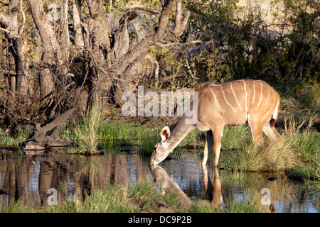 Weibliche Kudu trinken aus einem Wasserloch im Etosha Nationalpark, Namibia Stockfoto