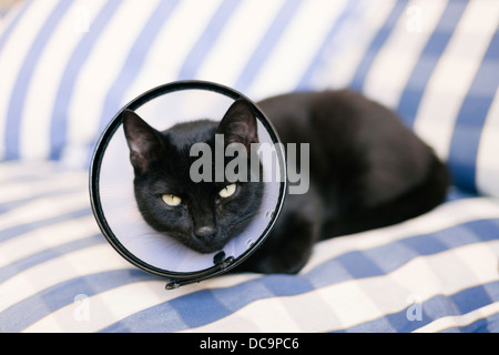 schwarze Katze tragen elisabethanischen Veterinär Halsband nach operation Stockfoto