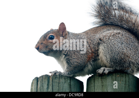 Eichhörnchen gehören zu der großen Familie der kleine oder mittelgroße Nagetiere die Sciuridae genannt. Stockfoto