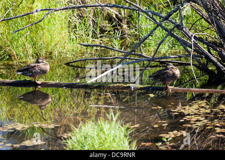 Enten auf schwimmenden Log. Stockfoto
