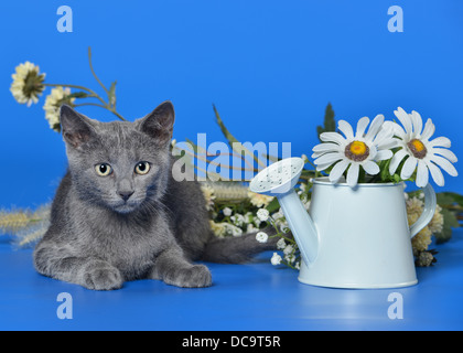 Blaue farbige Mischling Kätzchen Stockfoto
