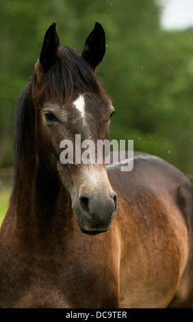 colt, Pferd, Farm, Säugetier, Tier, Natur, Stute, Fohlen, Hengst, Braun, Geschwindigkeit, Weide, schön, Rasse, Reiten, schnell, Pferdehaltung, Galopp, laufen, jung, Stockfoto