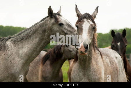 colt, Pferd, Farm, Säugetier, Tier, Natur, Stute, Fohlen, Hengst, Braun, Geschwindigkeit, Weide, schön, Rasse, Reiten, schnell, Pferdehaltung, Galopp, laufen, jung, Stockfoto