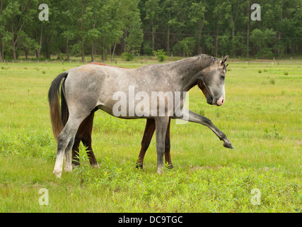 colt, Pferd, Farm, Säugetier, Tier, Natur, Stute, Fohlen, Hengst, Braun, Geschwindigkeit, Weide, schön, Rasse, Reiten, schnell, Pferdehaltung, Galopp, laufen, jung, Stockfoto