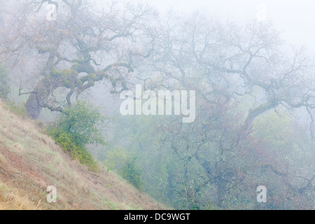 USA, California, Henry W. Coe State Park. Landschaftlich der Morgennebel im Park. Stockfoto