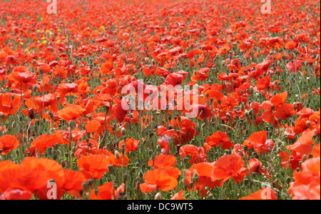 Blühende rote Mohnblumen im Feld, Sommer-Szene. Stockfoto
