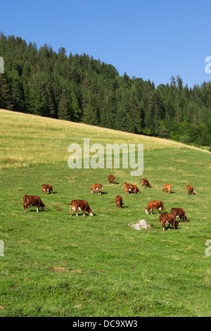 In einer schönen grünen Wiese in den Alpen weiden Kühe Glocken tragen Stockfoto