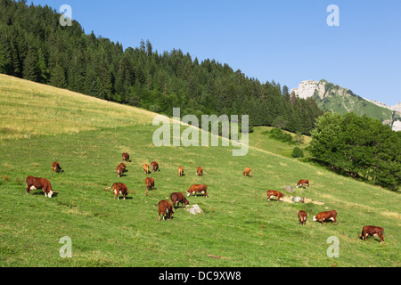 In einer schönen grünen Wiese in den Alpen weiden Kühe Glocken tragen Stockfoto