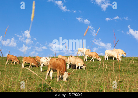 In einer schönen grünen Wiese in den Alpen weiden Kühe Glocken tragen Stockfoto