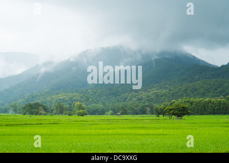 Landschaft von Reis-Farm in Thailand im Regen Tag Stockfoto