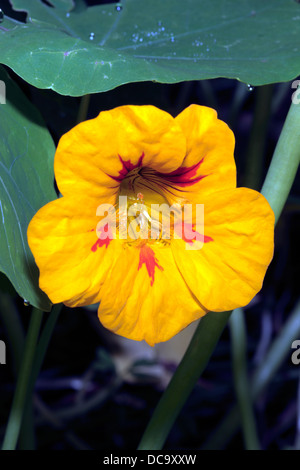 Nahaufnahme der Kapuzinerkresse Blume - Tropaeolum Majus - Familie Tropaeolaceae Stockfoto