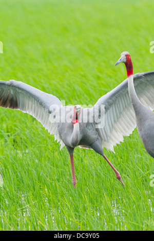 Balz Stilicho Kranich (Grus Antigone) Stockfoto