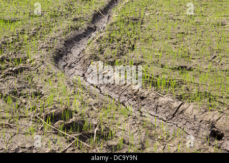 Reis Paddy Wachstum, Sämlinge wachsen in einem Reisfeld. Stockfoto