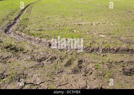Reis Paddy Wachstum, Sämlinge wachsen in einem Reisfeld. Stockfoto