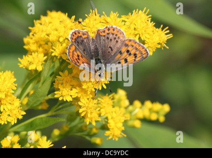 Detaillierte Makro Bild von einer der weiblichen rußigen Kupfer Schmetterling (Lycaena Tityrus) Fütterung auf Solidago (Goldrute) Stockfoto