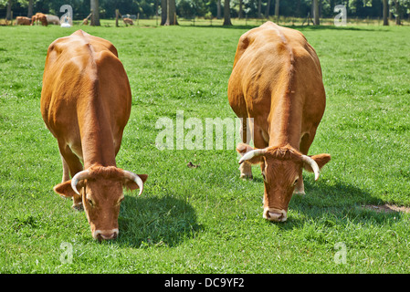 Belgische Kühe in einem typisch belgischen Ambiente Stockfoto