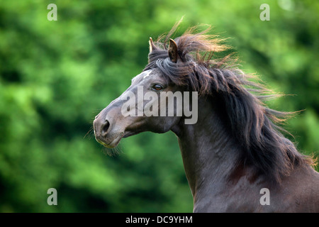 Deutsche Pony reiten. Porträt von ein schwarzer Rüde Stockfoto