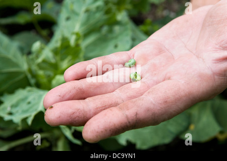 Mann Suche nach Raupen an Kohl Pflanzen von Kohl weißen Schmetterling, genommen in Bristol, Großbritannien Stockfoto