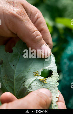 Kaukasischen Mann Suche nach Kohl weißer Schmetterling Raupe Larven am Haus angebaut Kohl Pflanzen, in Bristol, Großbritannien Stockfoto