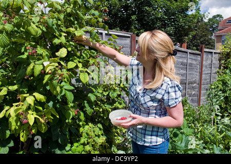 Kaukasische Frau Kommissionierung selbst angebaute Himbeeren im Garten, genommen in Bristol, Großbritannien Stockfoto