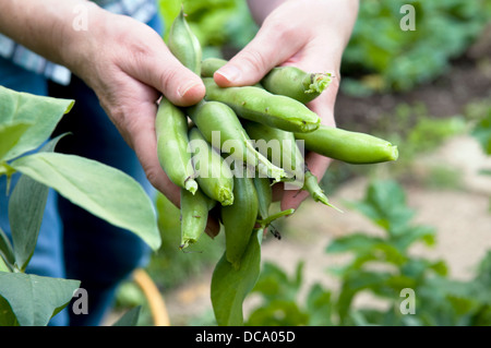 Kaukasische Frau hält Handvoll frisch gepflückt Hause angebauten Bohnen im Garten in Bristol, Großbritannien Stockfoto