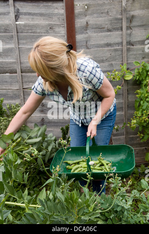 Kaukasische Frau Kommissionierung selbst angebauten Bohnen im Garten in Bristol, Großbritannien Stockfoto