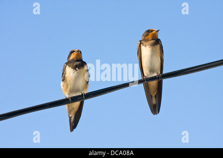 Porträt von Schwalben Stockfoto