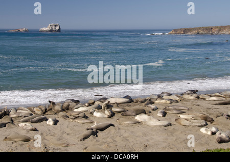 Kalifornien, Cambria, Piedras Blancas Strand. California Coastal Trail, San Simeon State Park. Nördlichen See-Elefanten. Stockfoto