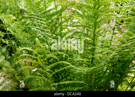 Garten-Farn in natürlicher Umgebung Stockfoto