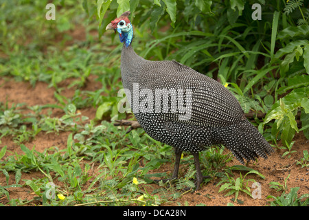 Behelmte Perlhühner Stockfoto