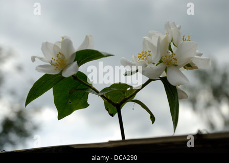 Apfelblüte in der Natur blühen. Stockfoto