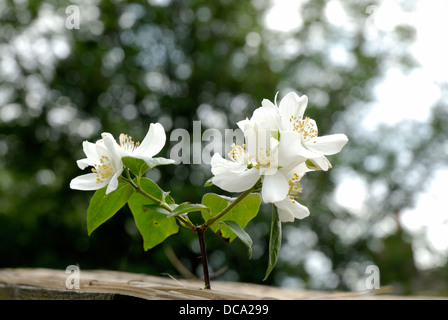 Apfelblüte in der Natur blühen. Stockfoto