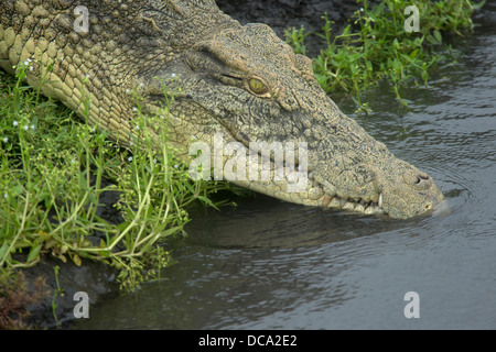 Ein Nilkrokodil Eintauchen ins Wasser Stockfoto