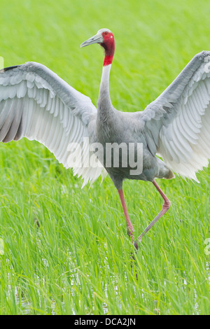 Balz Stilicho Kranich (Grus Antigone) Stockfoto