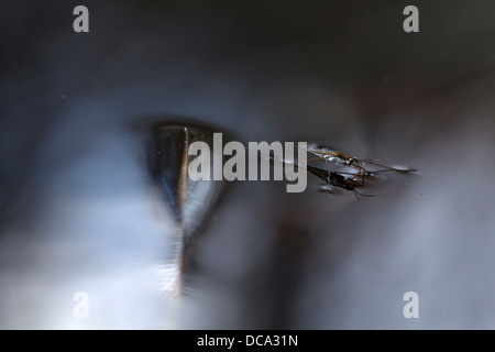 Ein Wasser Strider auf der Oberfläche eines kleinen Sees Stockfoto