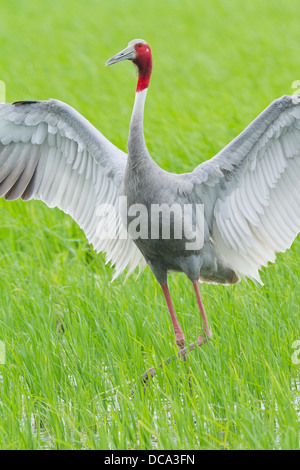 Balz Stilicho Kranich (Grus Antigone) Stockfoto