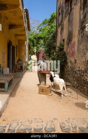 Frau, Essen, Ziegen, Straßenszene, Goree Island, Senegal bringen. Stockfoto