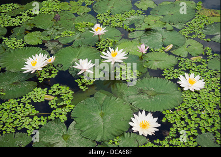 Seerosen (Nymphaea), Seerosenteich in der Wasserpalast Stockfoto