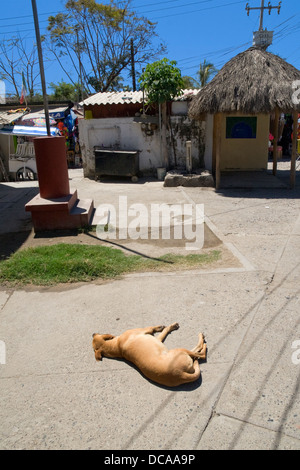 Hund liegend auf dem Bürgersteig, Bucerias, Bundesstaat Nayarit, Mexiko Stockfoto