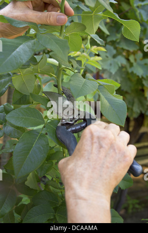 Rebschnitt Garten stieg Zweig mit Gartenschere. Stockfoto