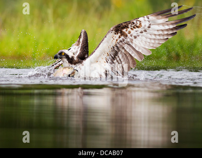 Fischadler Pandion Haliaetus um eine Auseinandersetzung mit einem großen Regenbogenforellen, Spey Tal, Schottland Stockfoto