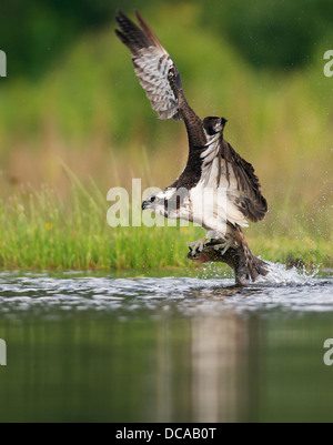 Fischadler Pandion Haliaetus abheben aus dem Wasser mit einem großen Regenbogenforellen, Spey Tal, Schottland Stockfoto